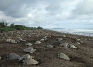The "arribada" at Playa Ostional.