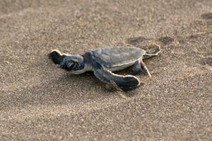A baby turtle crawls out to sea.